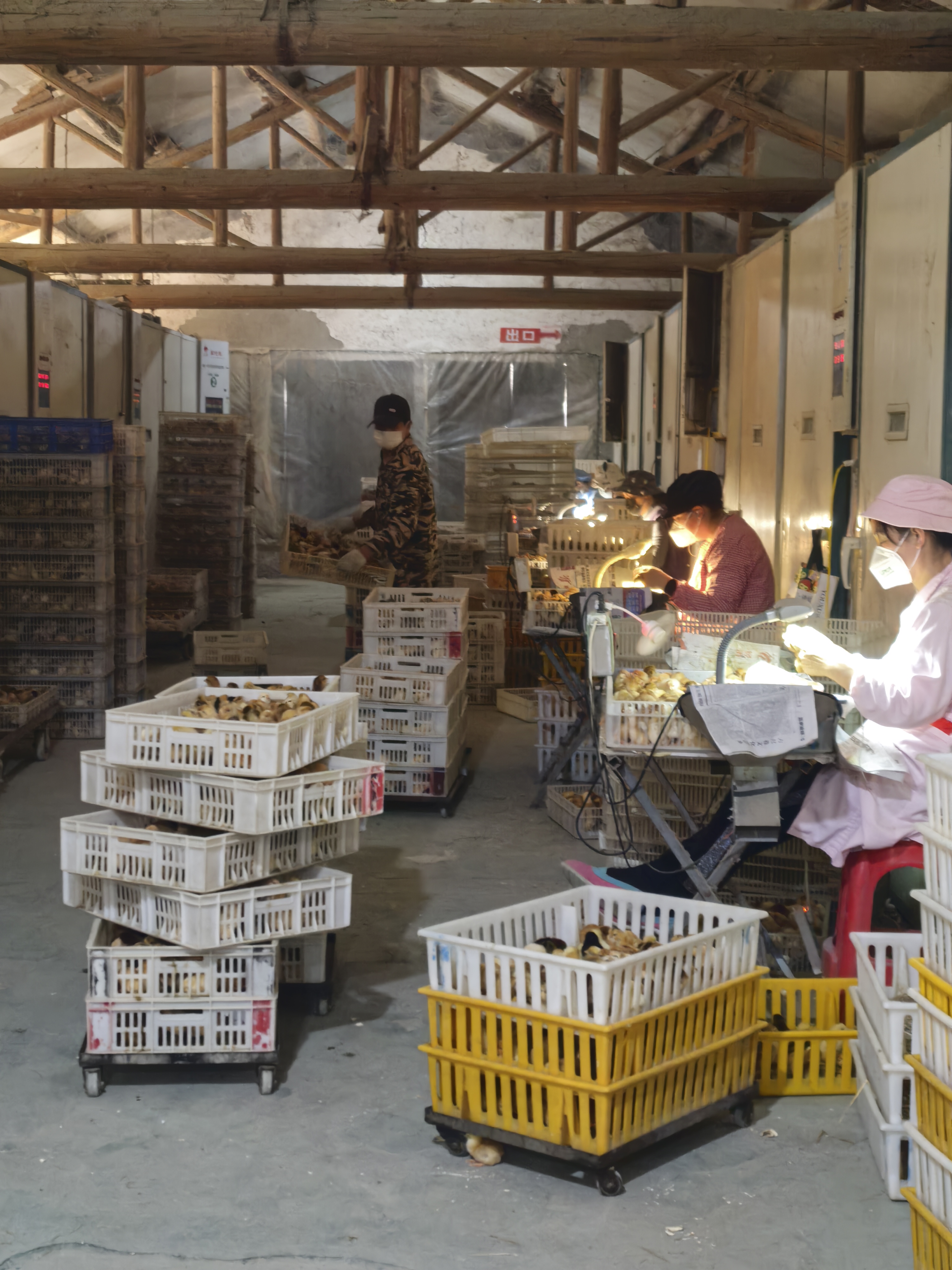 鉴别公母鸡过程